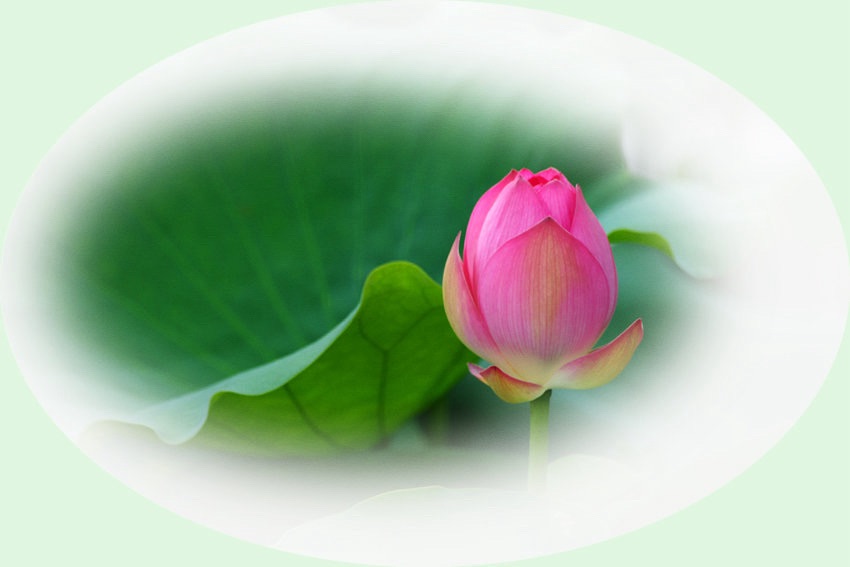 咏荷诗一组：作者||李元菊｜海外头条（图11）