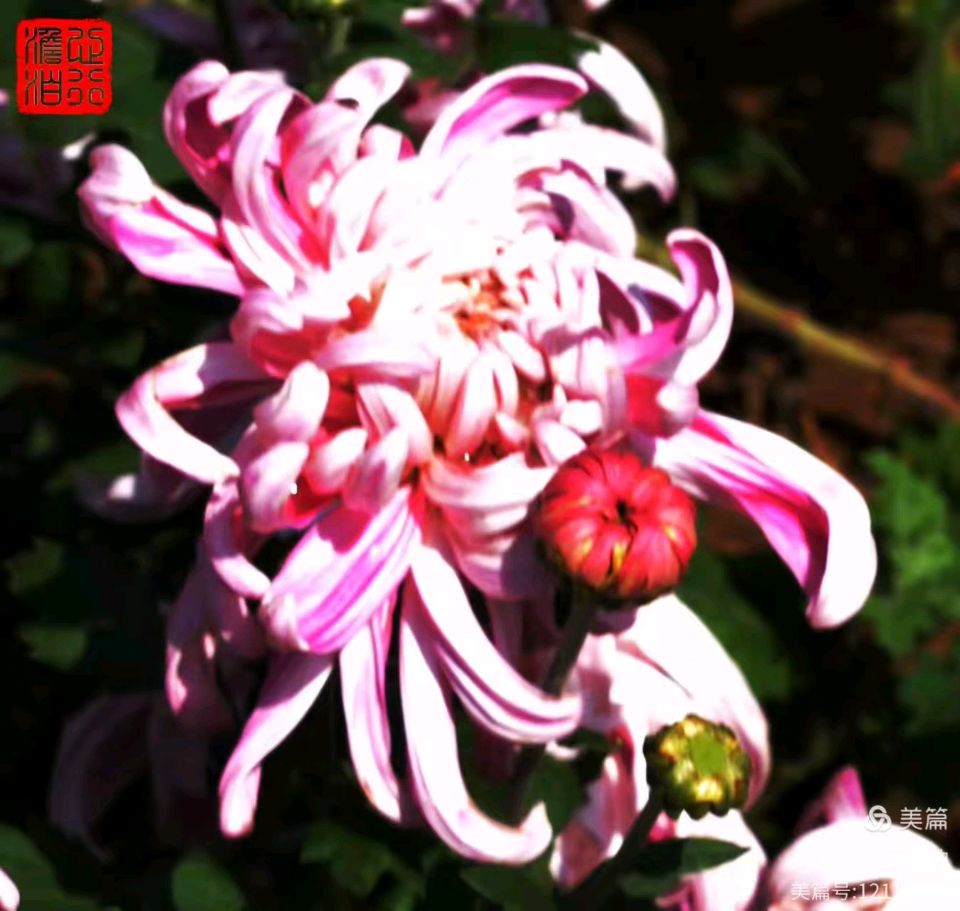 【墨香群英苑】卜算子*兰文/书香（图7）