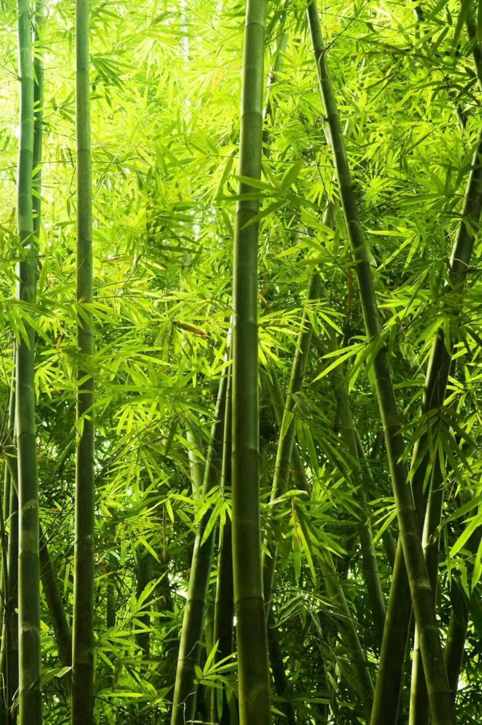 【墨香群英苑】卜算子*兰文/书香（图5）