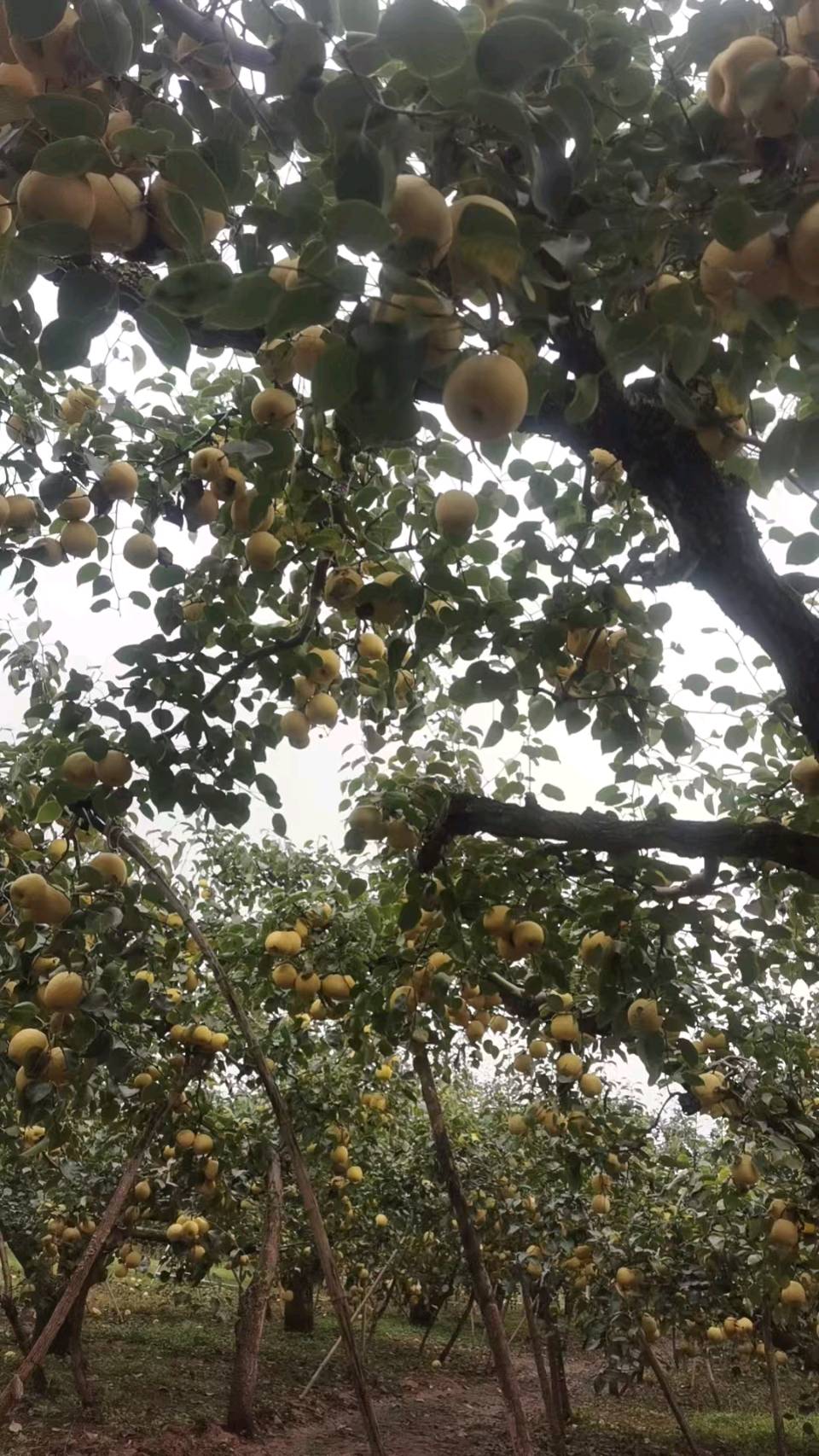 【荣耀中国】万菊芳 题图诗第62期（图7）