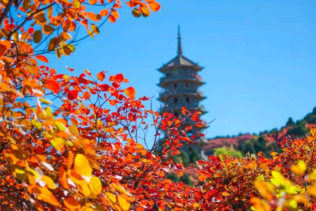 【古文诗院】七律·咏金秋十月作者/冯向益(内蒙古)（图5）