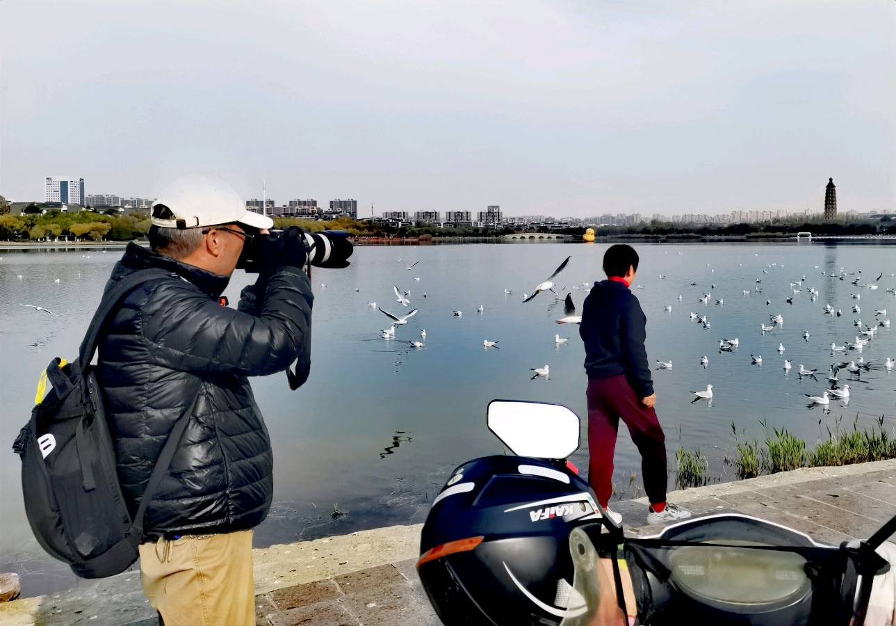 银川:在北塔湖看鸥