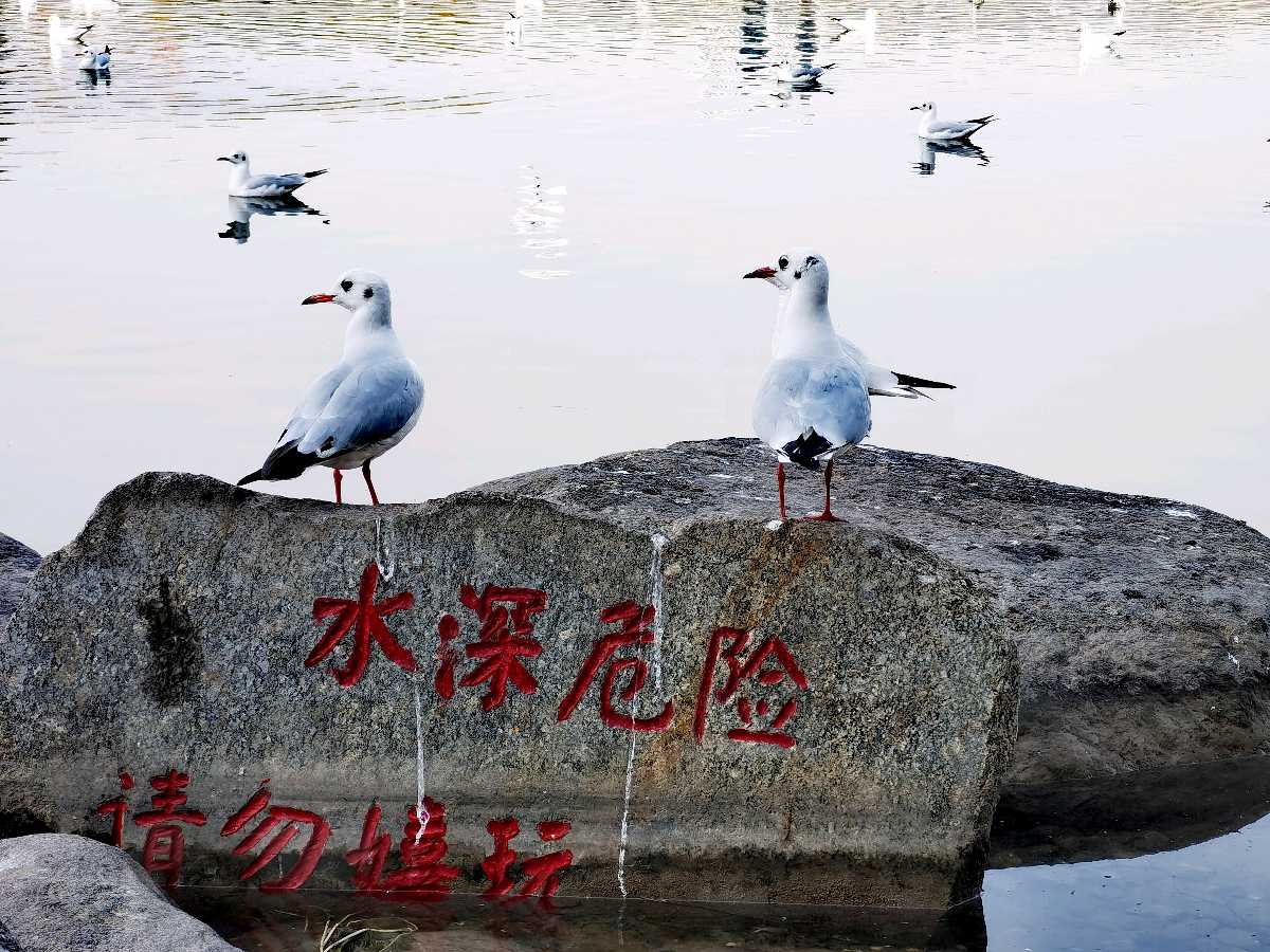 银川:在北塔湖看鸥（图2）