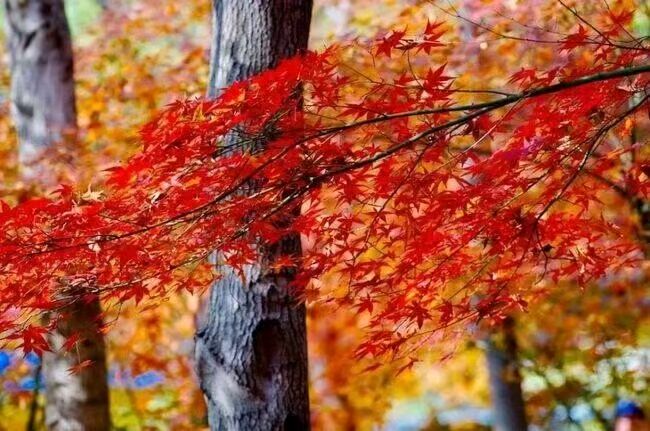 【荣耀中国】文学社*乙巳蛇年11月淘趣文人诗词小作(图7)