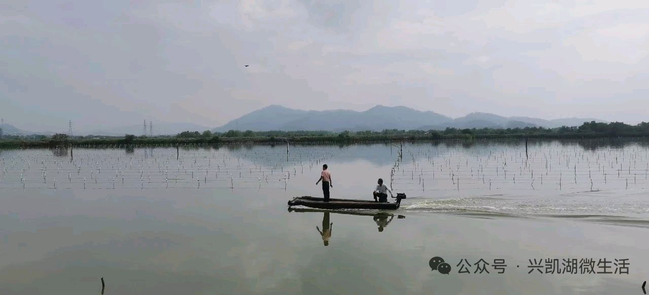 【游记】鹭影翩跹好招楼 ——山海惠东采风行（之一）/王 夫（图8）