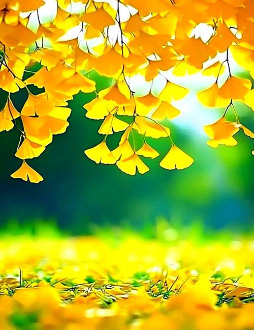 秋天该很好，你倘若在场！/不忘初心（河北）（图6）