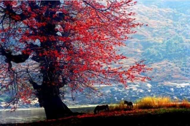 【荣耀中国】红枫徐细毛（南昌）（图4）