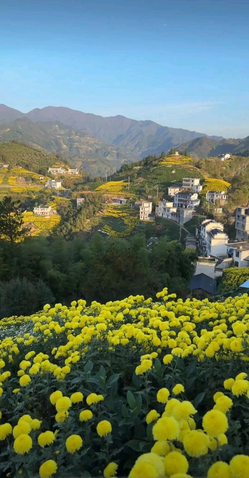 量子诗歌'七嘴八舌'说诗评诗系列之文雅秘书长的古韵《手机》、现代诗《东篱菊影》——文化强国量子诗歌实验室（筹）（图26）