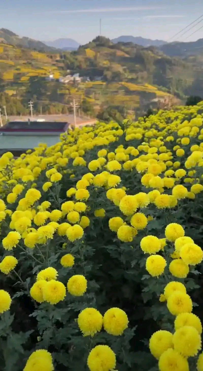 量子诗歌'七嘴八舌'说诗评诗系列之文雅秘书长的古韵《手机》、现代诗《东篱菊影》——文化强国量子诗歌实验室（筹）（图24）