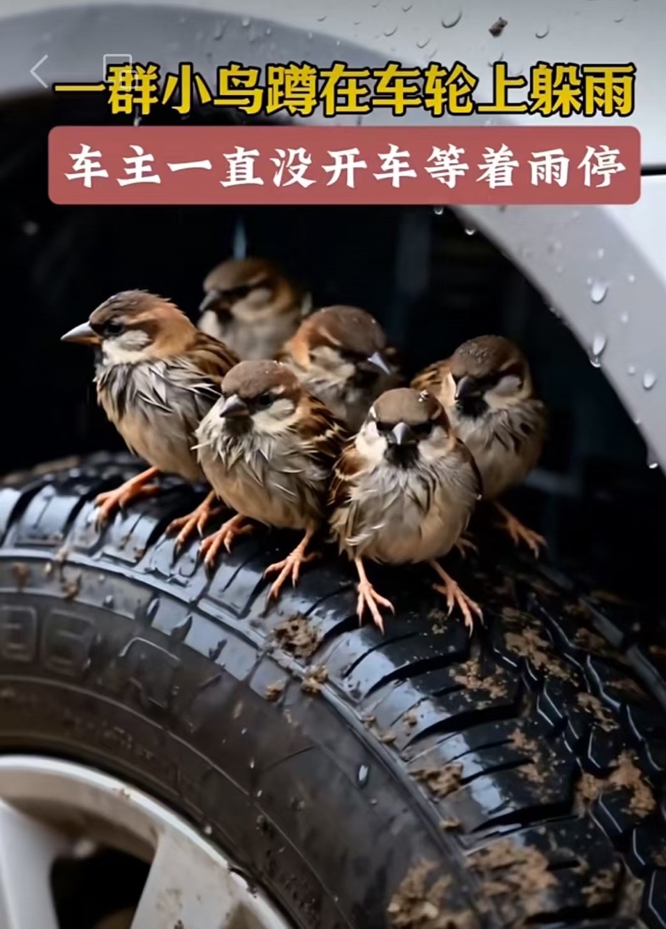 美文美诵：孙成贵《车轮上的檐：一场雨里的温柔共振》诵读：小黎（图3）