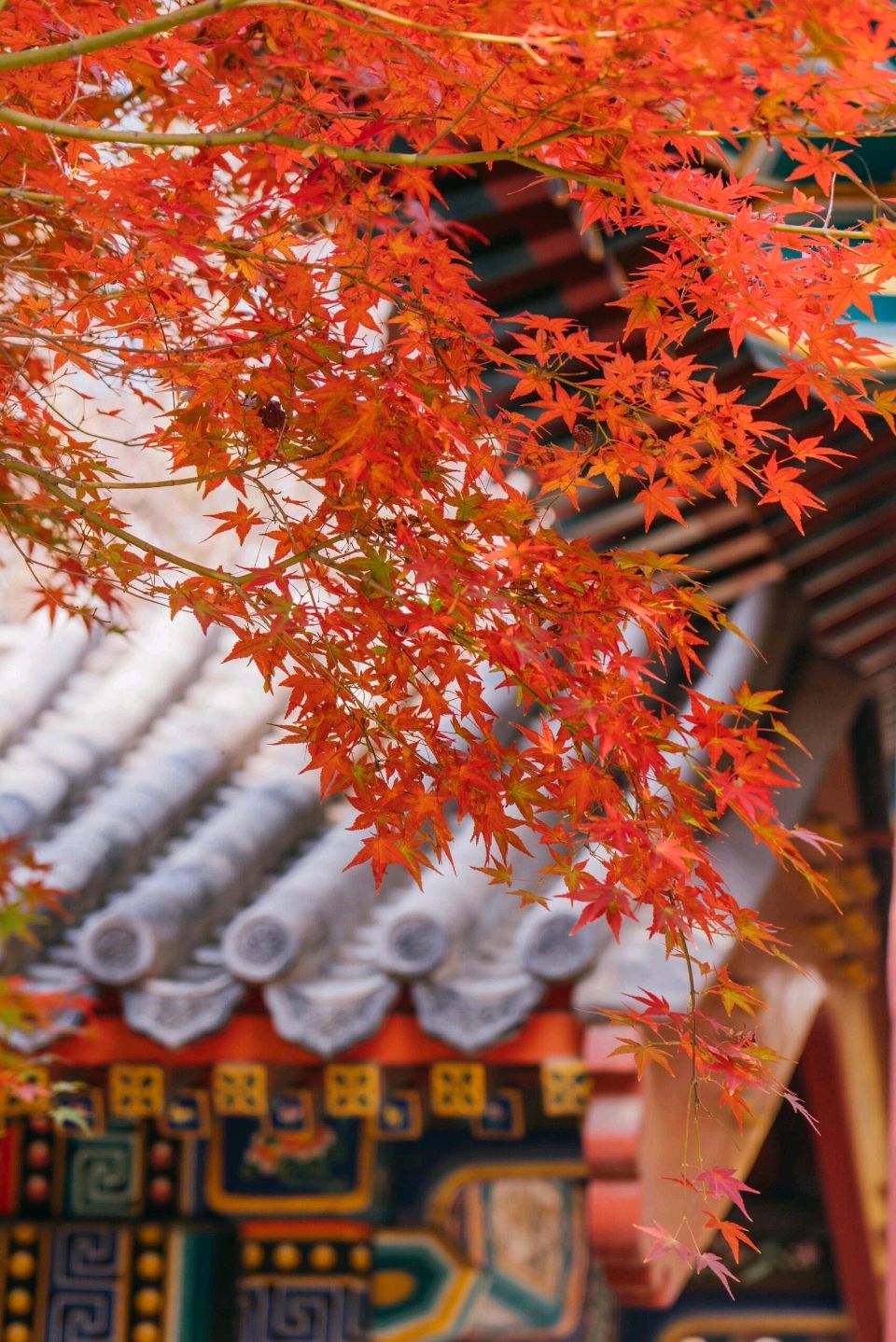 【神都诗社】龙门诗苑047期《红枫》（图6）