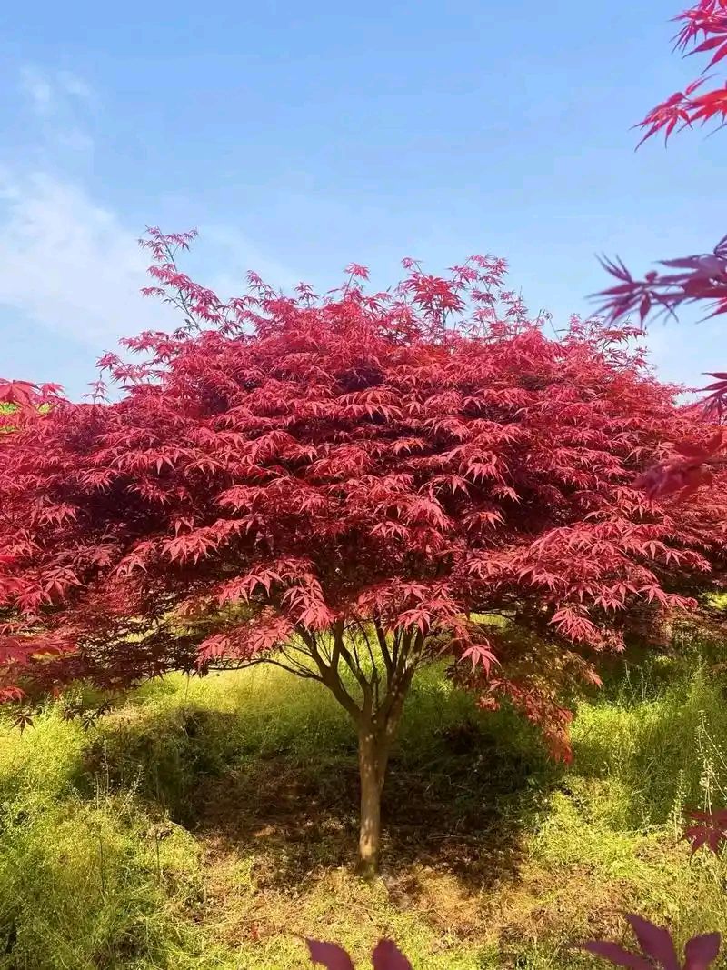 【神都诗社】龙门诗苑047期《红枫》（图21）