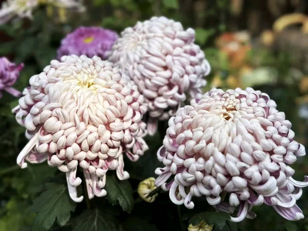 七律•寒菊/作者：静水流深（图3）