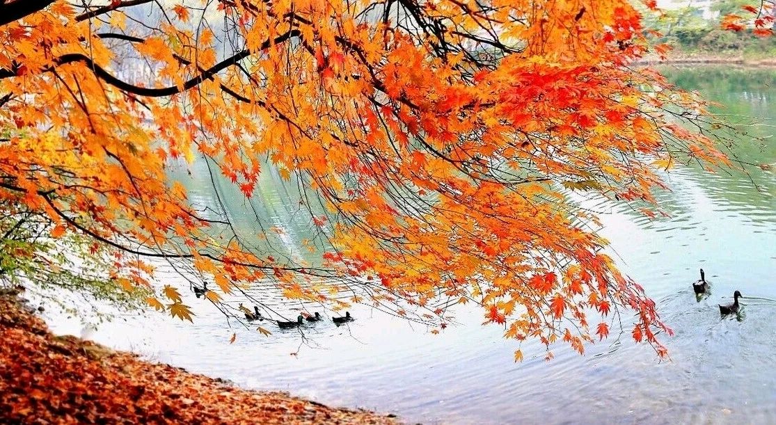 聆听 ‖ 琦琦赵朗诵《诗歌三首:夕阳红‖群贤堂颂‖月季🌹》作者/许文君（图5）