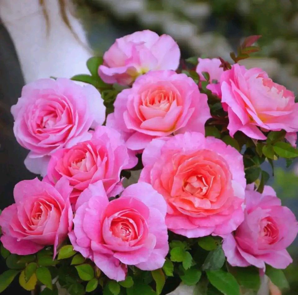 聆听 ‖ 琦琦赵朗诵《诗歌三首:夕阳红‖群贤堂颂‖月季🌹》作者/许文君（图7）