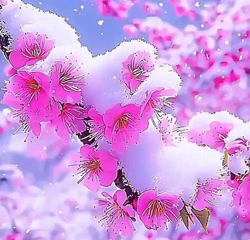 ［佳作欣赏］花影念雪//文/雪中行（图4）