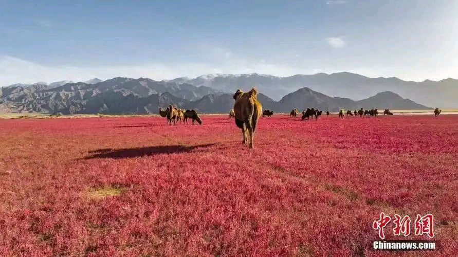 【荣耀中国】五绝 同富路文/南山翁（图8）