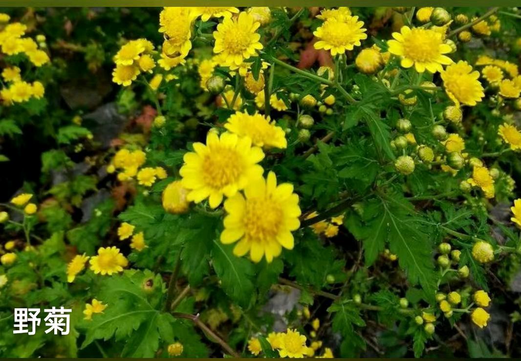 【都市文坛撷英】七律 . 菊花吟作者/黄石华（图3）