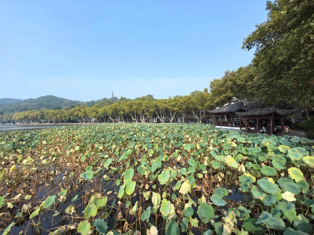 【中国雨巷文学社】北京头条 第2576期 现代诗《立冬前西湖感怀》作者:许科军 - 杭州(图2)