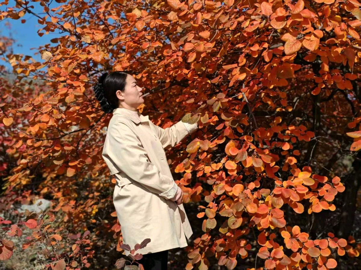 请鉴赏美才女作家李侠〖《赏虎山红叶有感》散文游记〗（图2）