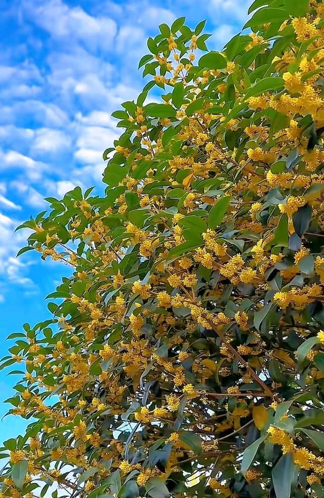桂花香迷人一一2025.11.7. 家园桂花.得句随笔自是花中第一流，丹桂流霞惊艳秋。清气绝尘飘逸远，馥郁可人香浮楼。（图4）