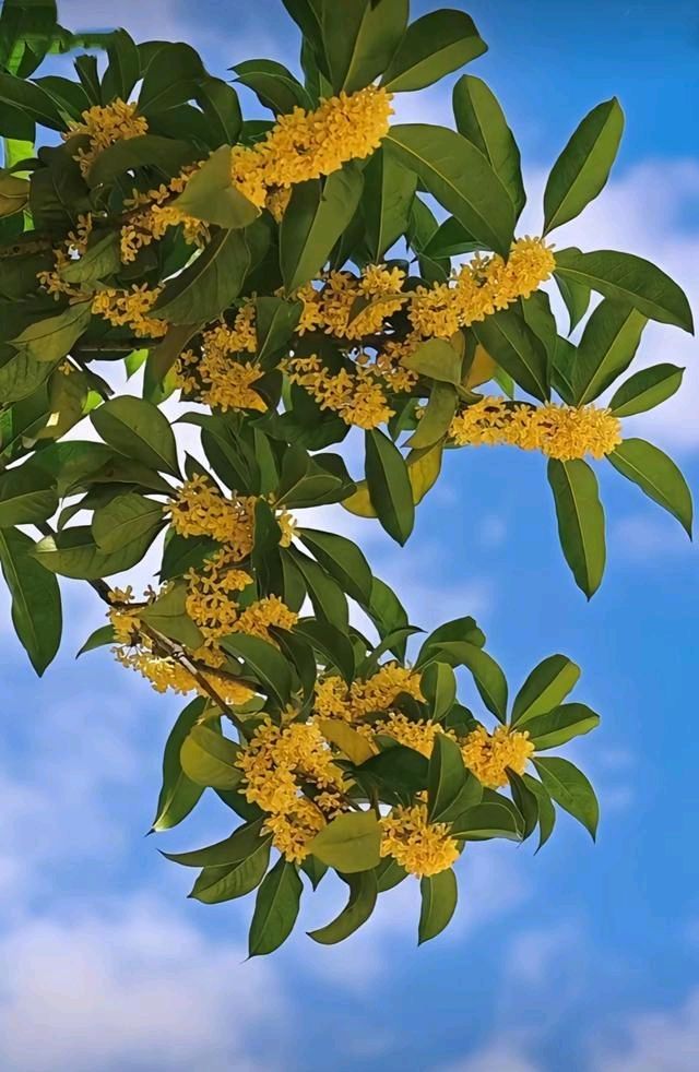 桂花香迷人一一2025.11.7. 家园桂花.得句随笔自是花中第一流，丹桂流霞惊艳秋。清气绝尘飘逸远，馥郁可人香浮楼。（图5）