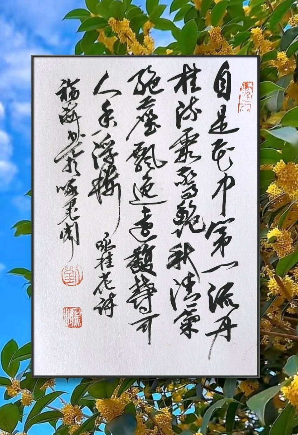 桂花香迷人一一2025.11.7. 家园桂花.得句随笔自是花中第一流，丹桂流霞惊艳秋。清气绝尘飘逸远，馥郁可人香浮楼。