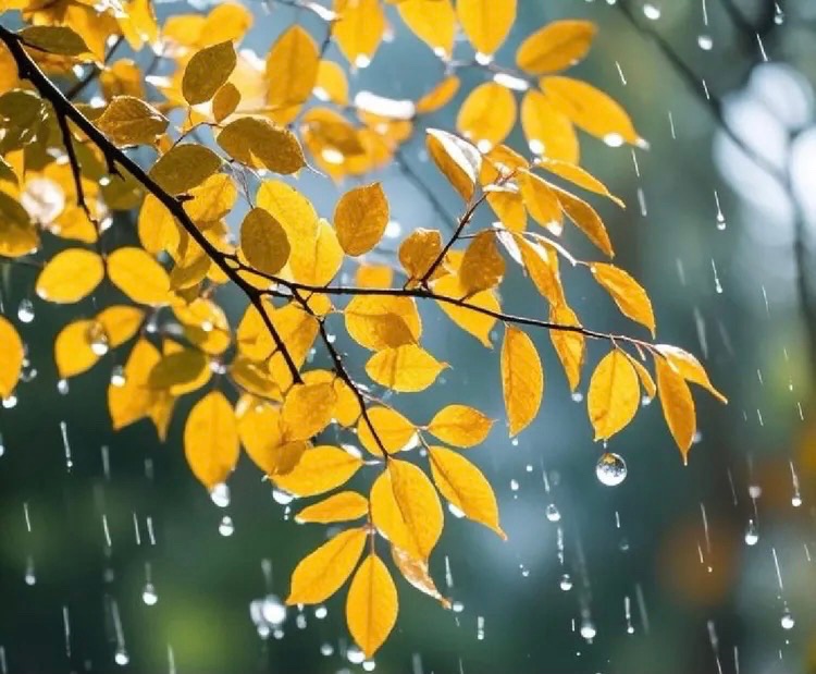 【新诗大观】初冬的雨||文/花惜柔（图3）