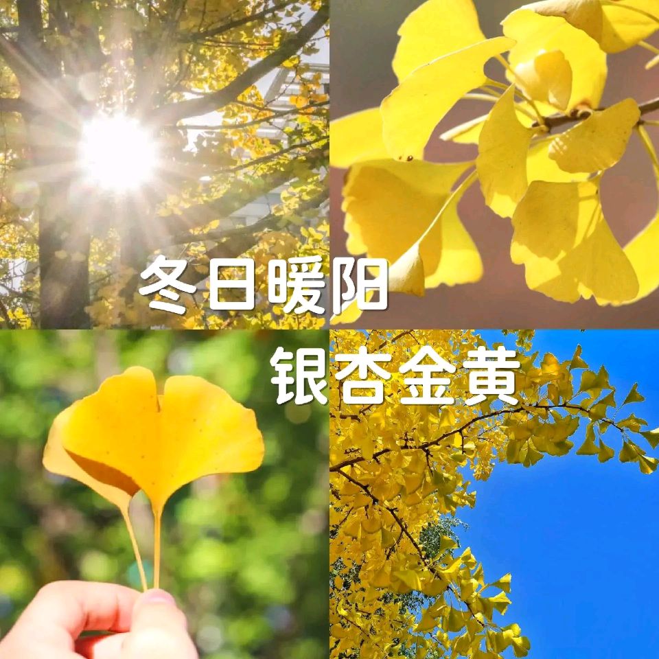 还我年华（郭燕兴）老师精彩诗词与君共赏（图4）