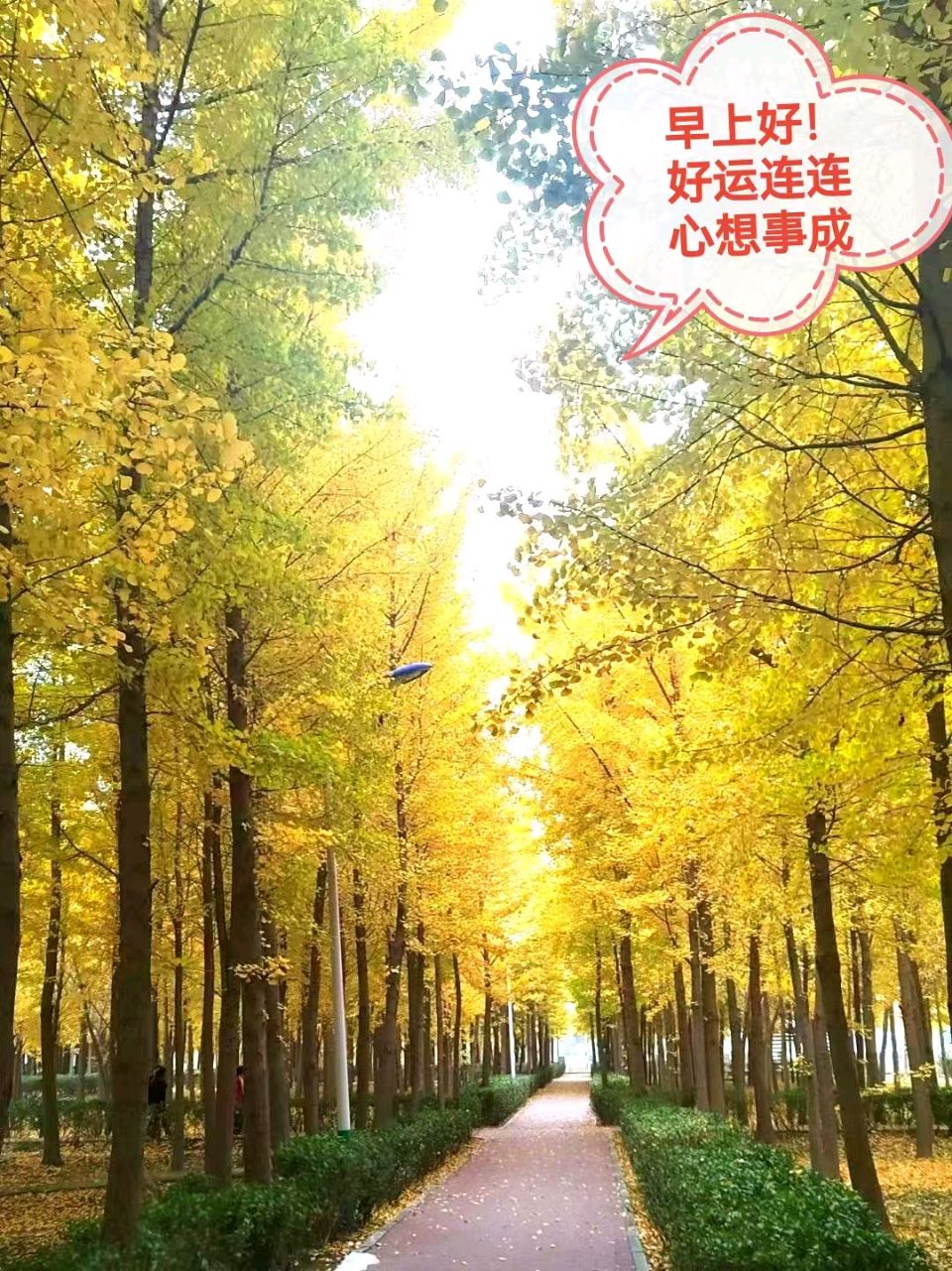 银杏之约一北京头条银杏之约 一一2025.11.10早.槐荫区千亩银杏林. 游记随笔初冬时节沐和阳，卿云相伴览风光。黄河岸边景色美，千亩银杏披金装（图9）