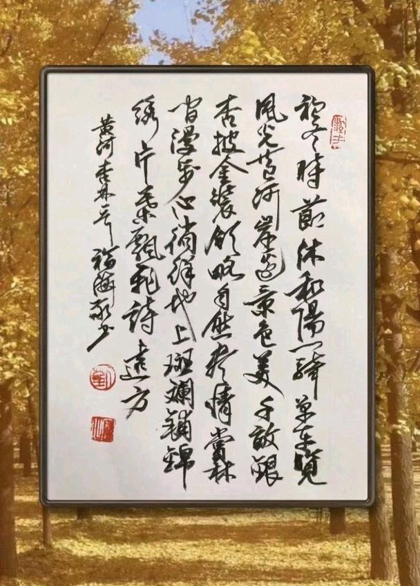 银杏之约一北京头条银杏之约 一一2025.11.10早.槐荫区千亩银杏林. 游记随笔初冬时节沐和阳，卿云相伴览风光。黄河岸边景色美，千亩银杏披金装