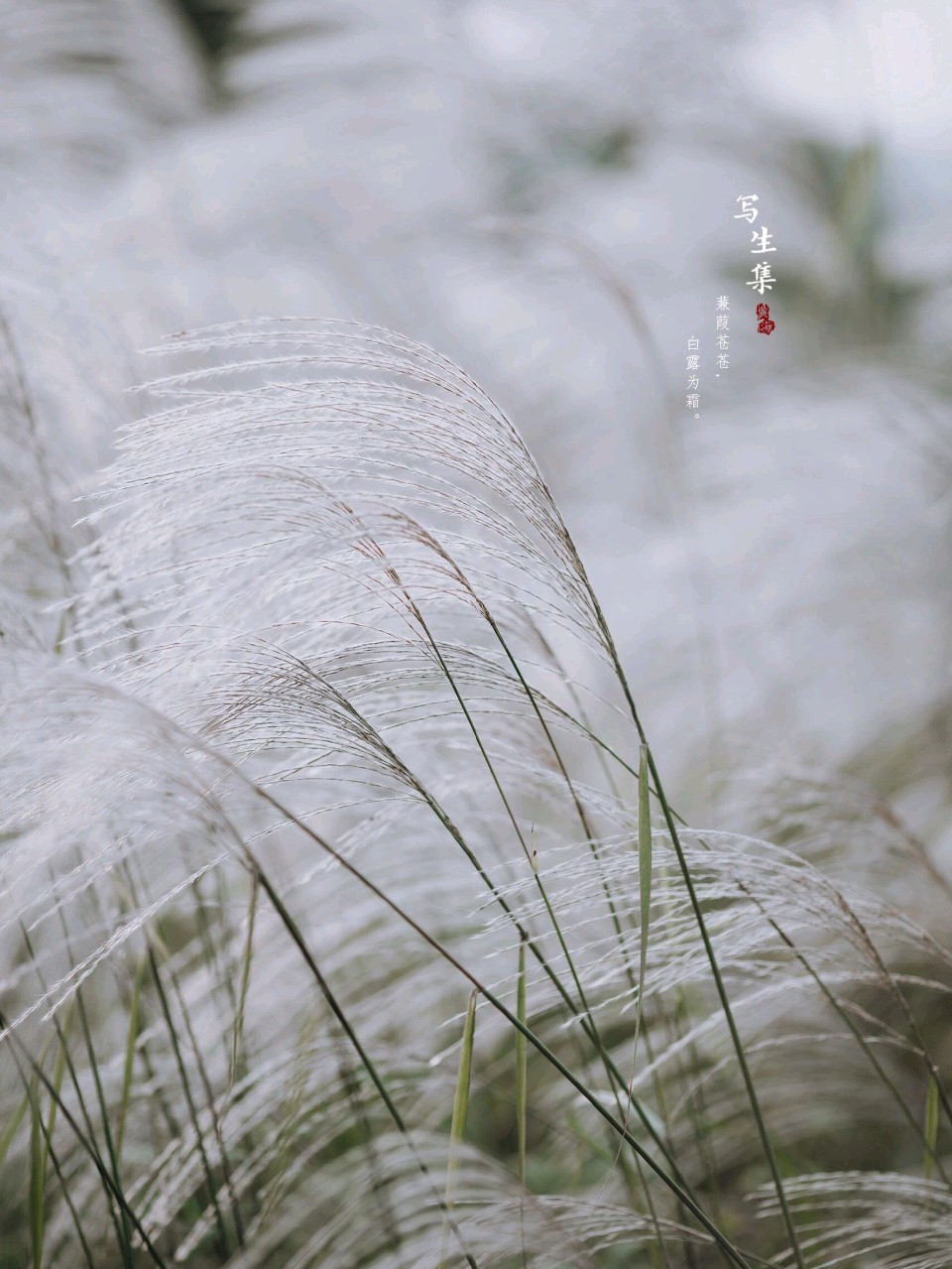 源流诗纪|诗词专辑第436期（十首）（图4）