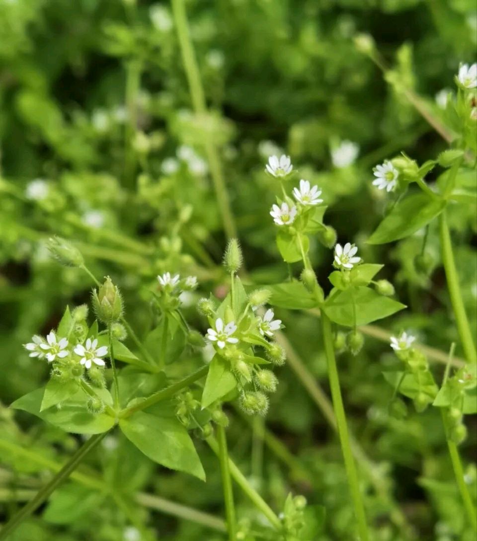 《 赞小草》（二首） 文/暮色年华（图4）