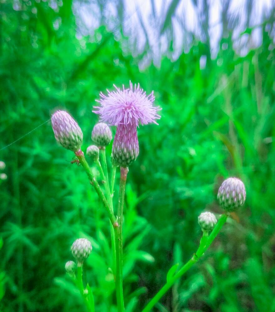《 赞小草》（二首） 文/暮色年华（图3）