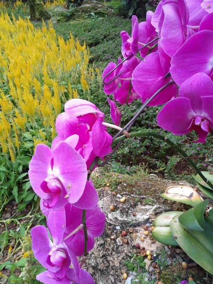 蝴蝶兰（图4）