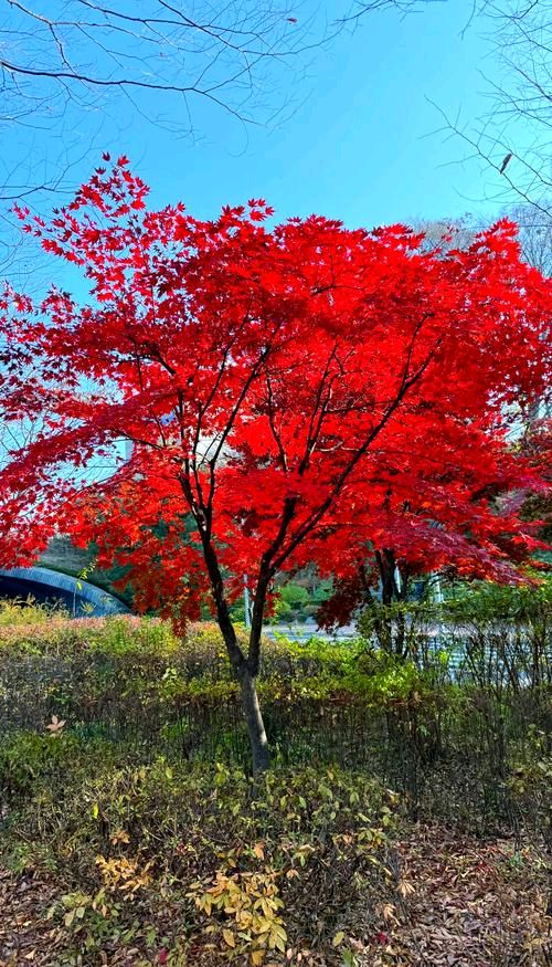 《万千枫叶话秋天》文/张昆荣 诵读/旭洋（图2）