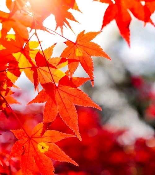 《万千枫叶话秋天》文/张昆荣 诵读/旭洋（图3）