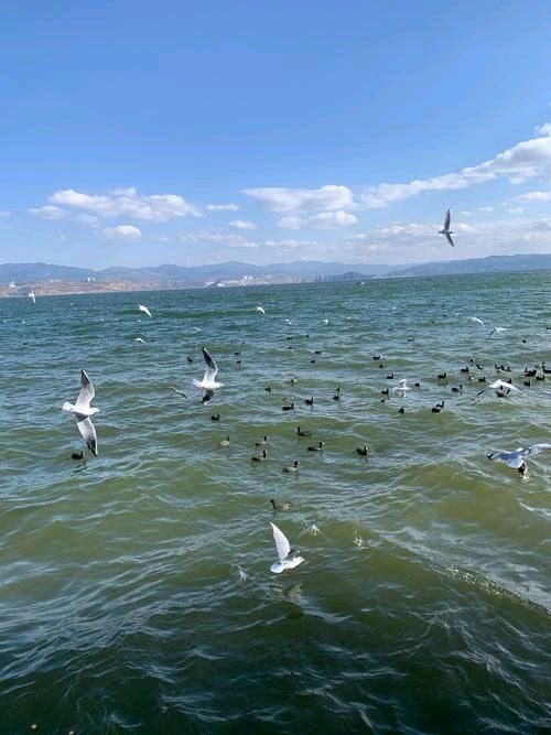 畅遊云南洱海（图4）