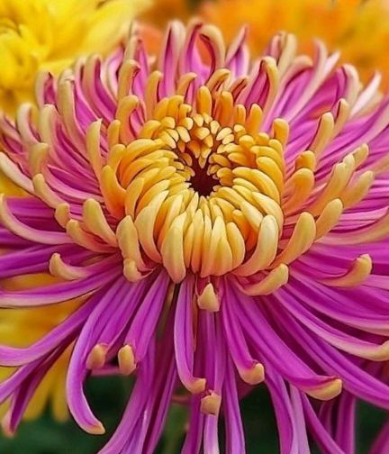 【散文】《读 菊 识 秋——从〈问菊〉说开去》作者:马山前/陕西咸阳（图6）