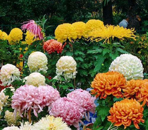 【散文】《读 菊 识 秋——从〈问菊〉说开去》作者:马山前/陕西咸阳（图9）