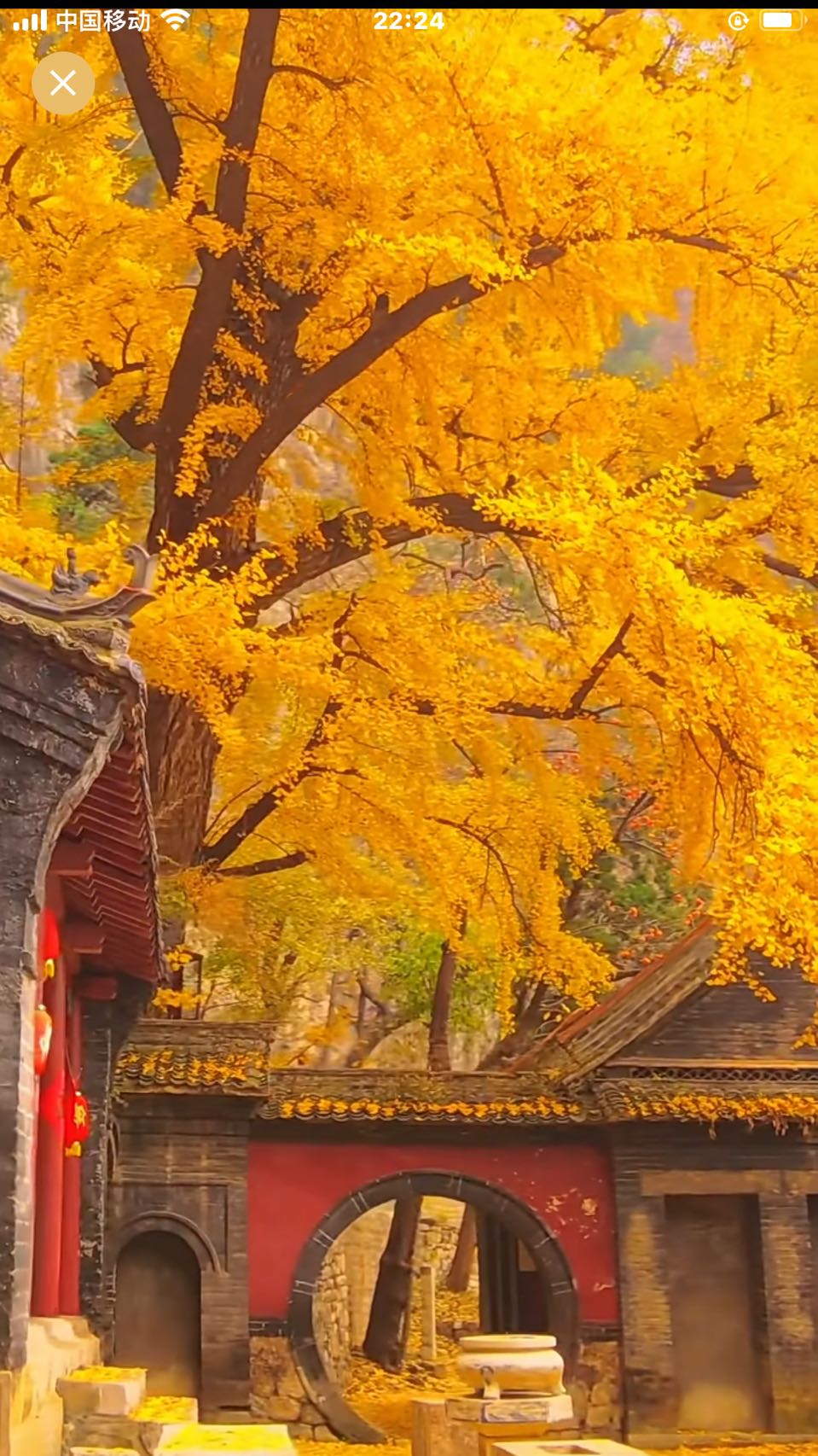 (特刊.一词一评) 金叶铺地,一曲悲怆写暮秋(图3)