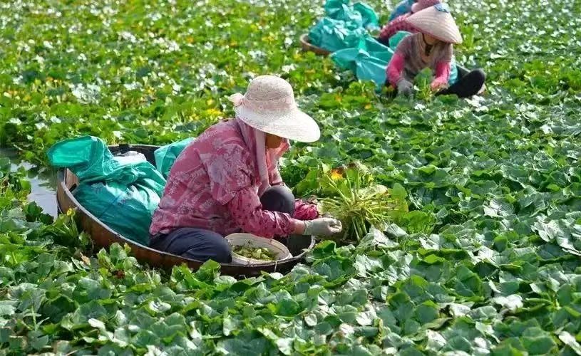 【九月茶韵文学诗社】2025—065期《东港湖梦之歌》作者/任四维 主播/金山 小丽花 编辑制作/刘林丽（图6）