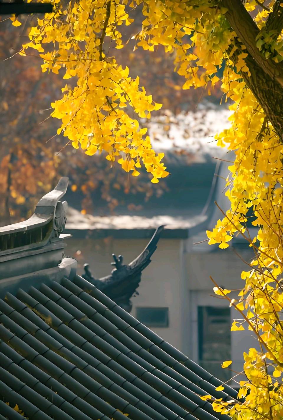 《宿命》文/鲁妮 诵/老菩提（图6）
