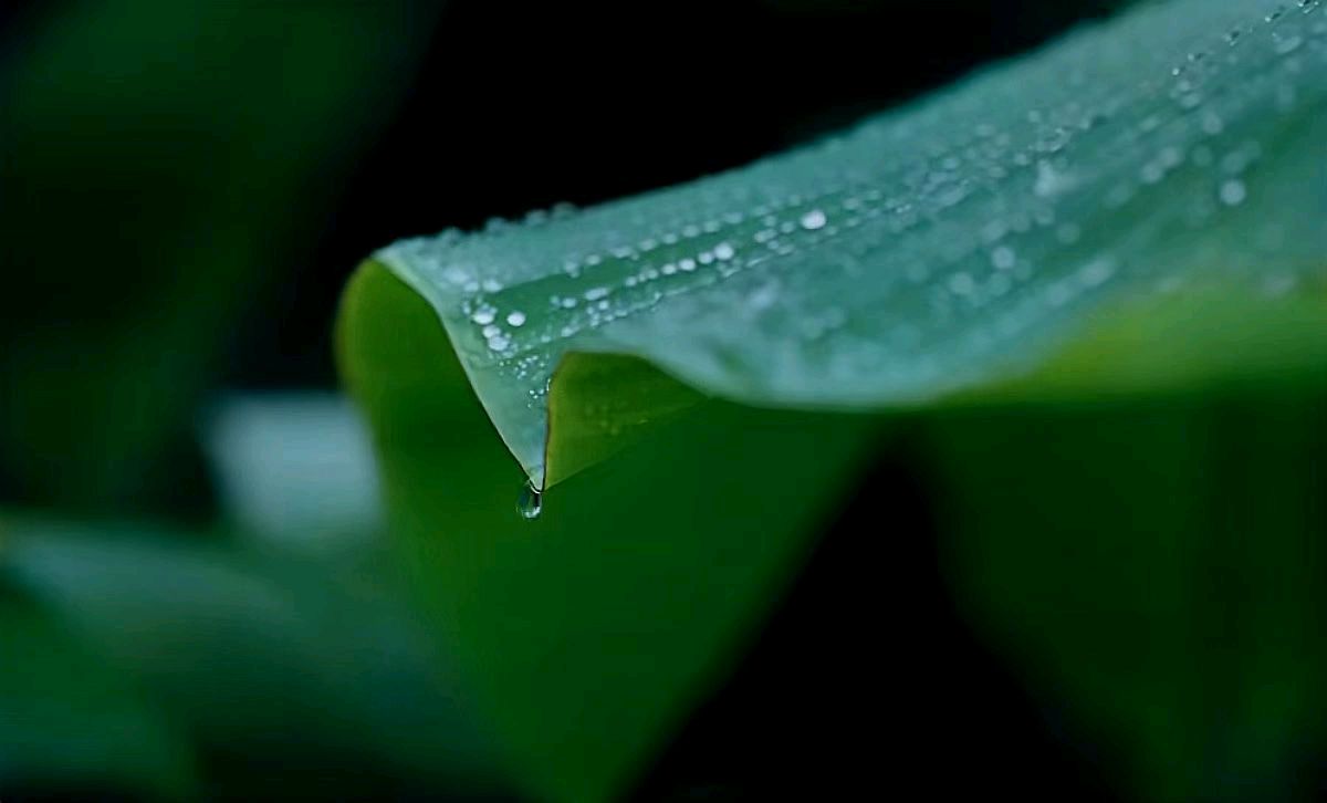 听雨（图3）