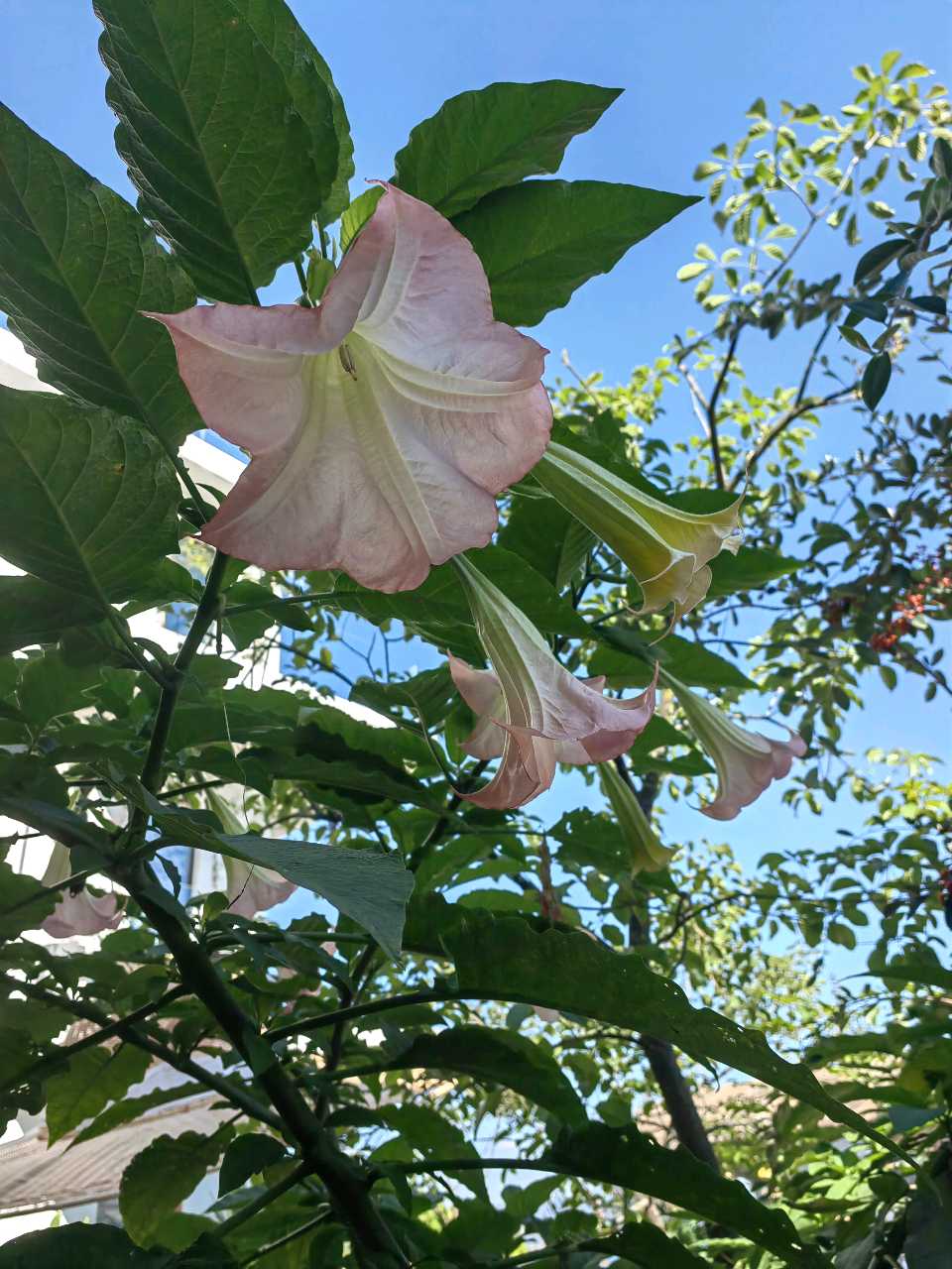 曼陀罗花开（图6）