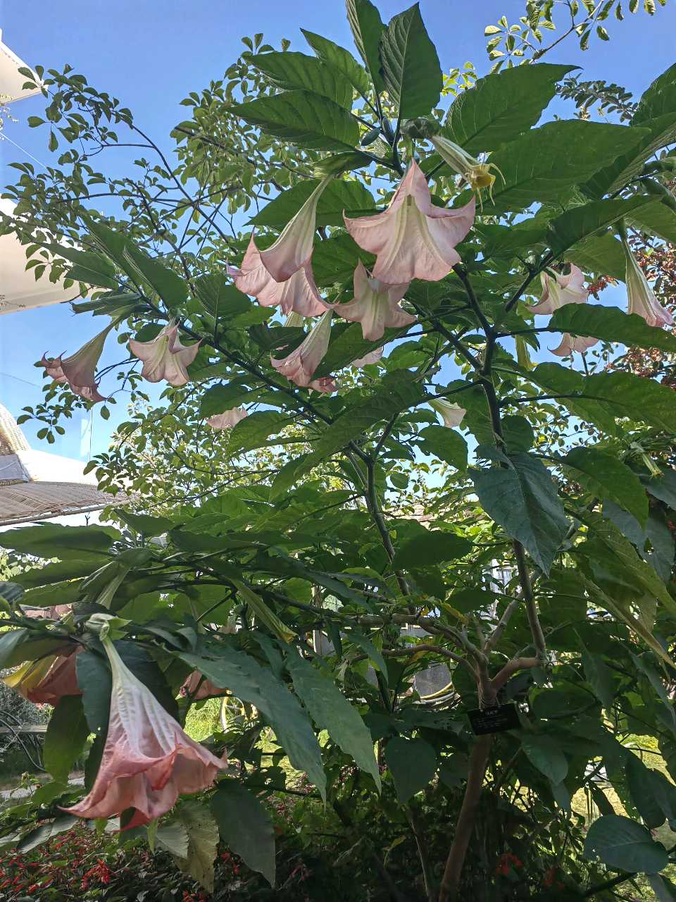 曼陀罗花开（图8）