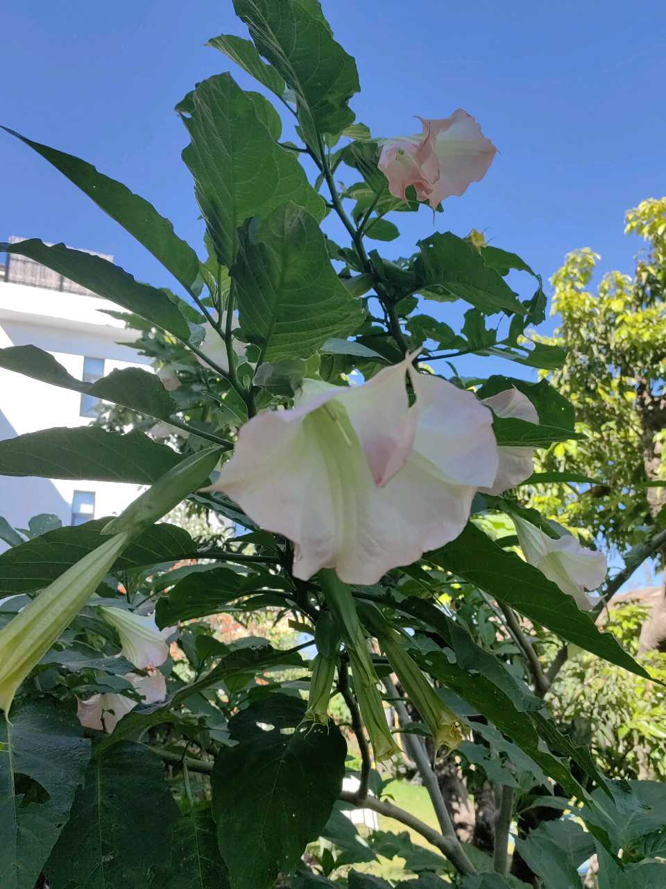 曼陀罗花开（图4）
