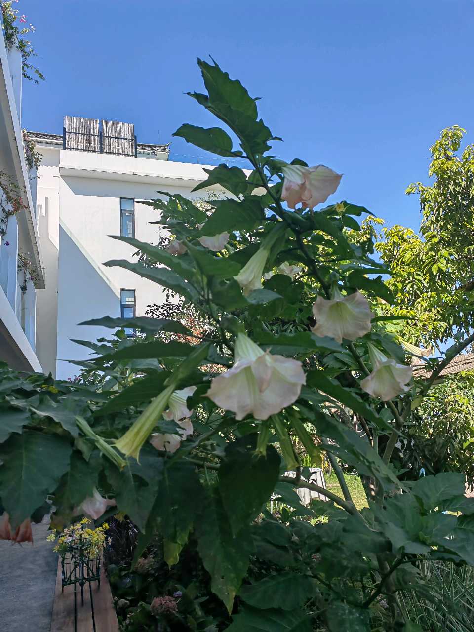 曼陀罗花开（图9）