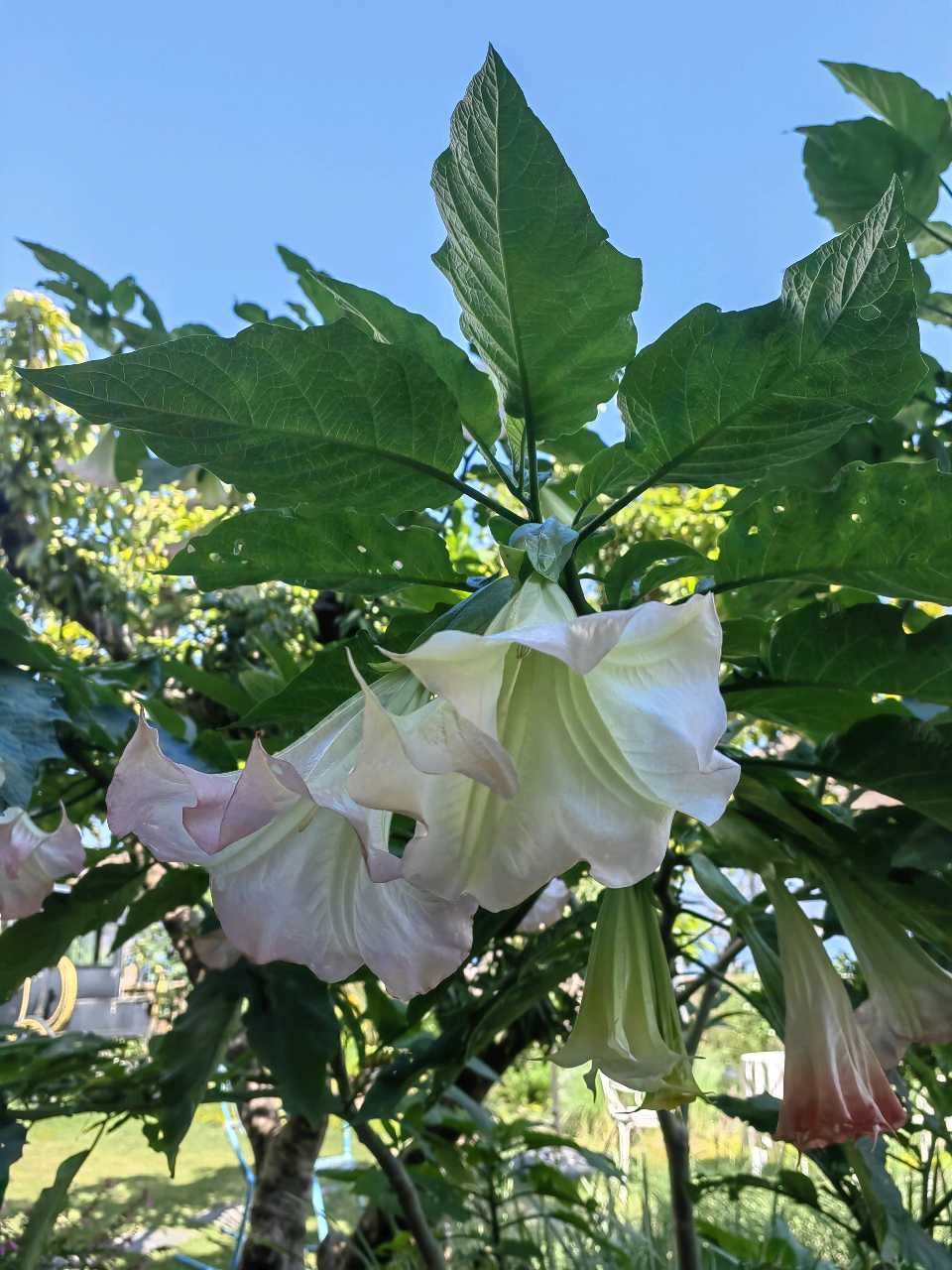 曼陀罗花开（图5）