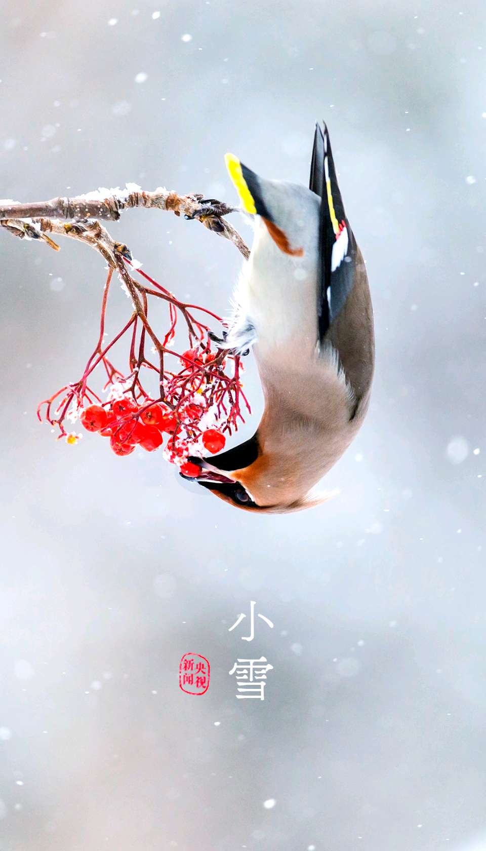 聆听 ‖ 弘华朗诵《小雪》作者/吴万瑞（图7）
